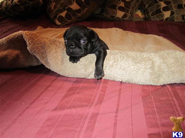 Pug Puppies
